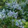 California Lilacs