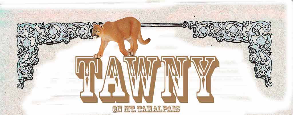 Tawny the mountain lion