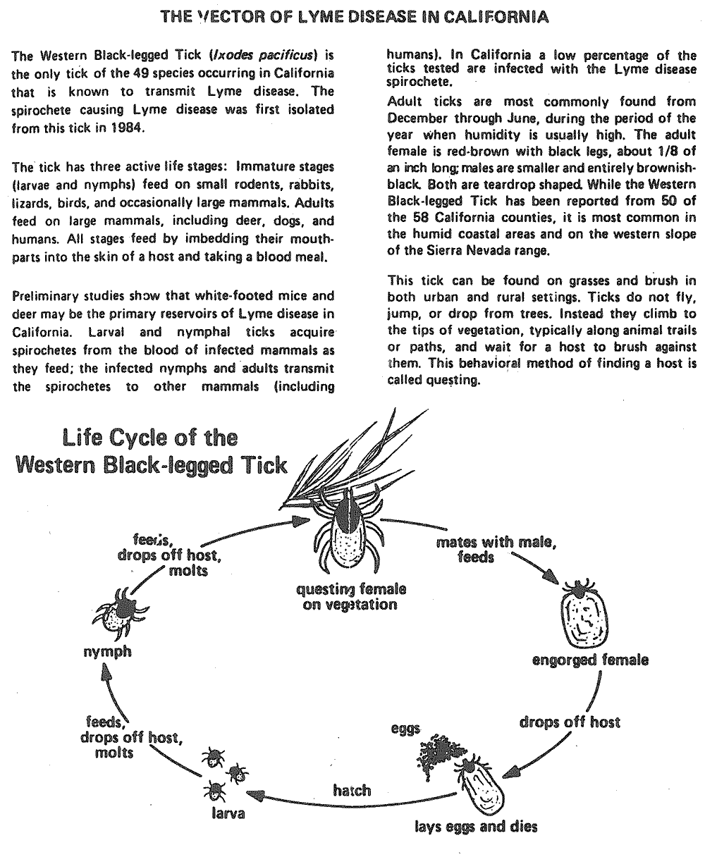 Ticks found on Mt. Tamalpais